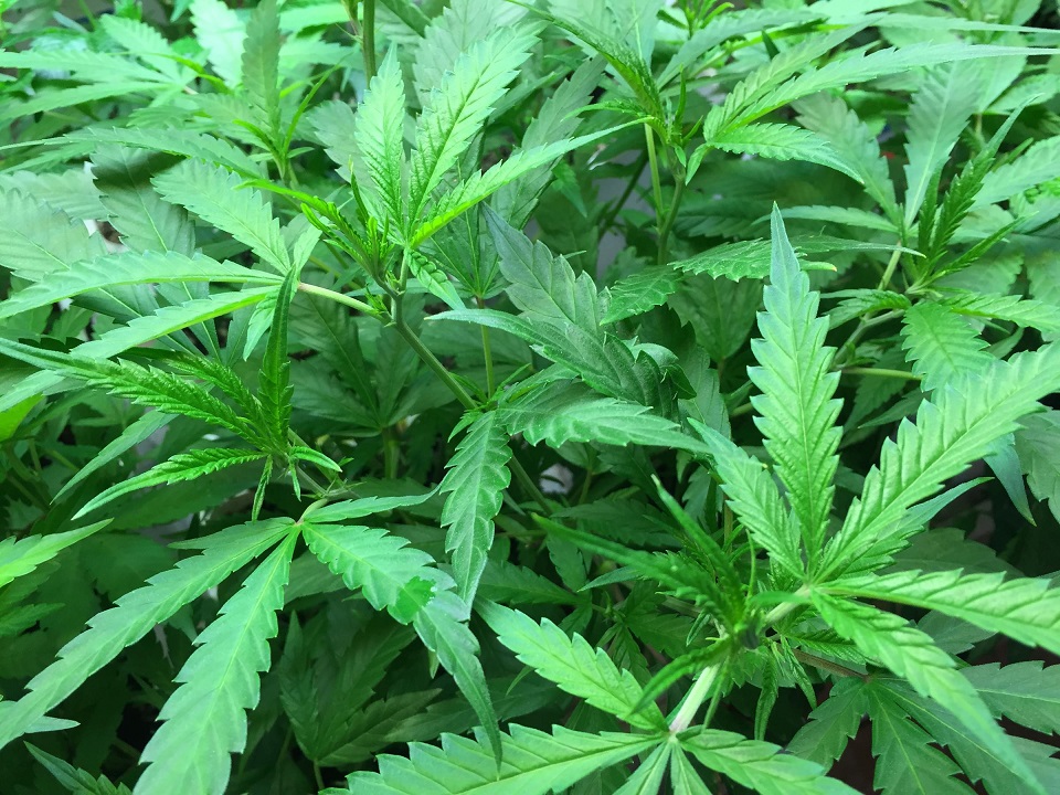 Industrial Hemp