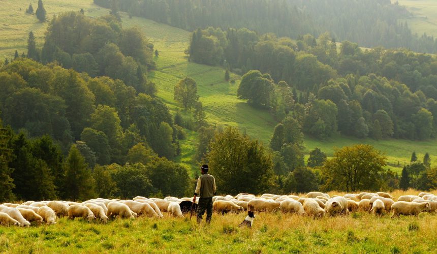 Meat supply chain